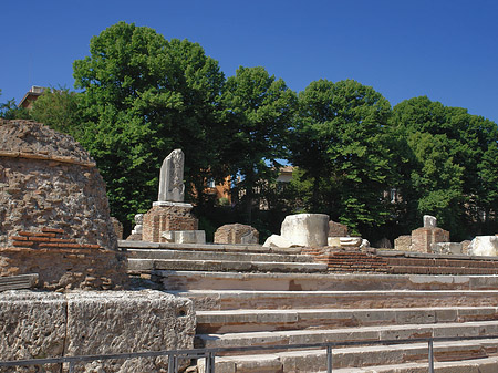 Fotos Bäume im Forum Romanum