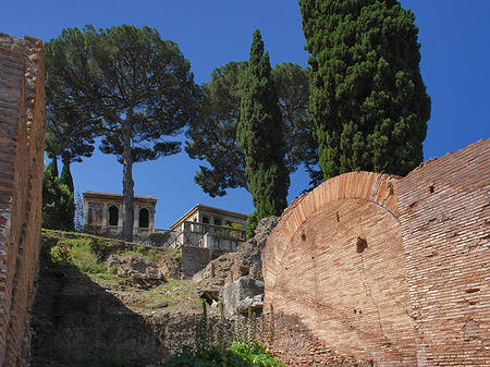 Fotos Bäume im Forum Romanum